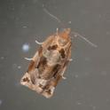 Archips xylosteana (Variegated Golden Tortrix).jpg